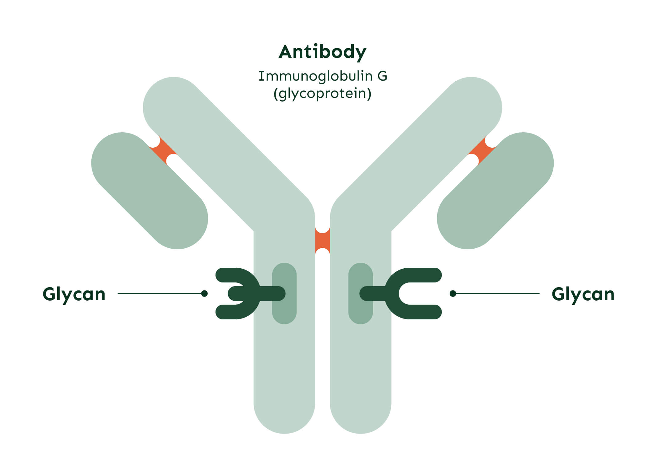 What is IgG glycome?