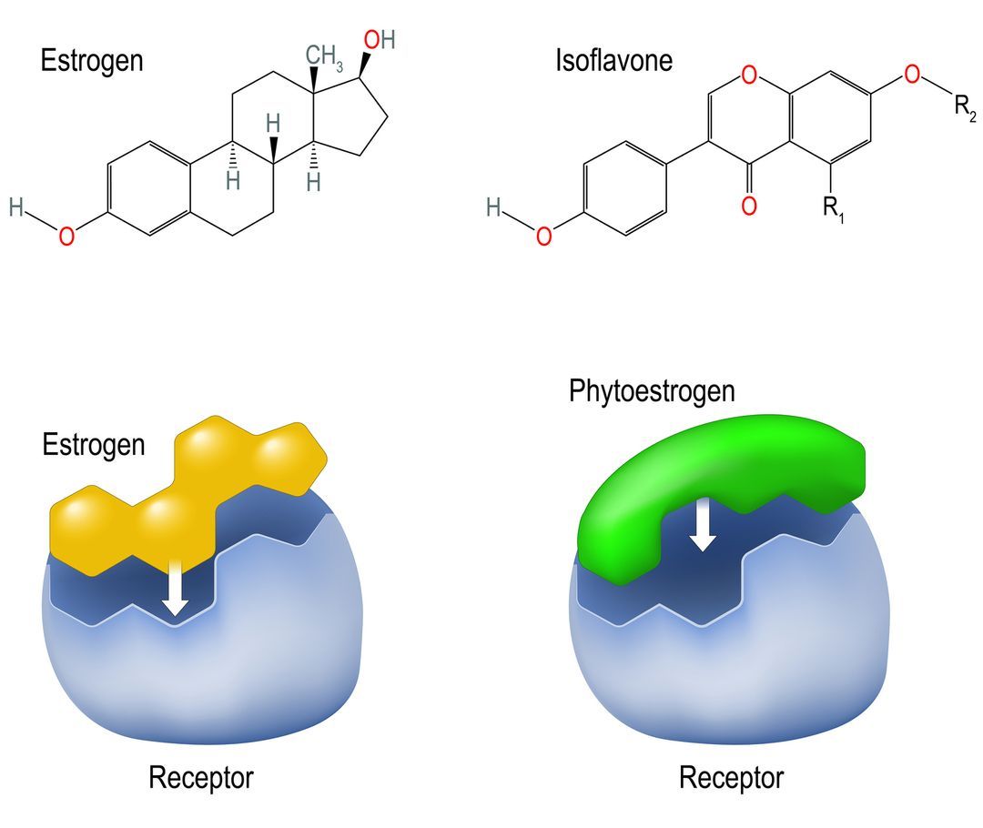 Chemical structural formula and model of oestrogen and phytoestrogen hormones.
