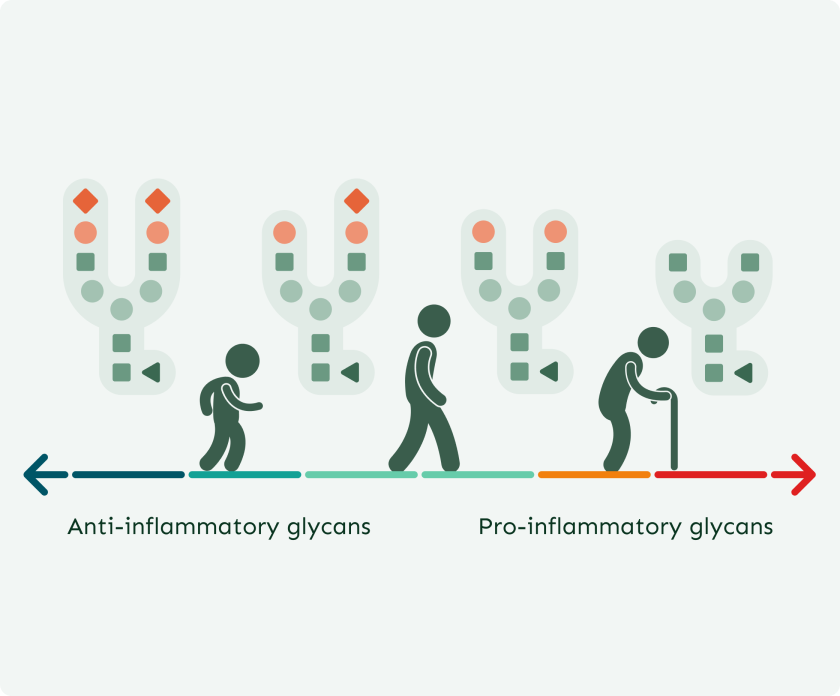 Glycans change with age