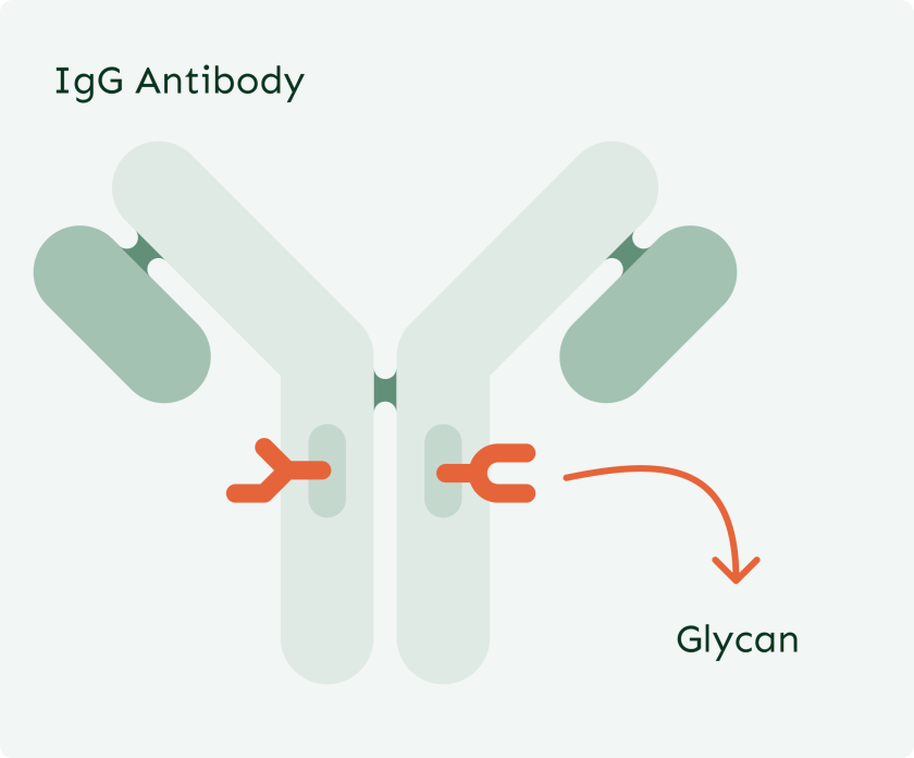 IgG Antibody Structure