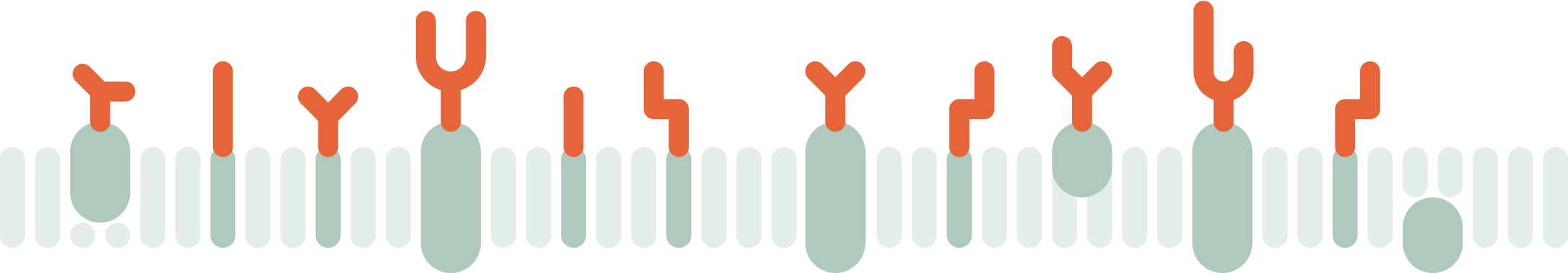 Artistic representation of glycan structures