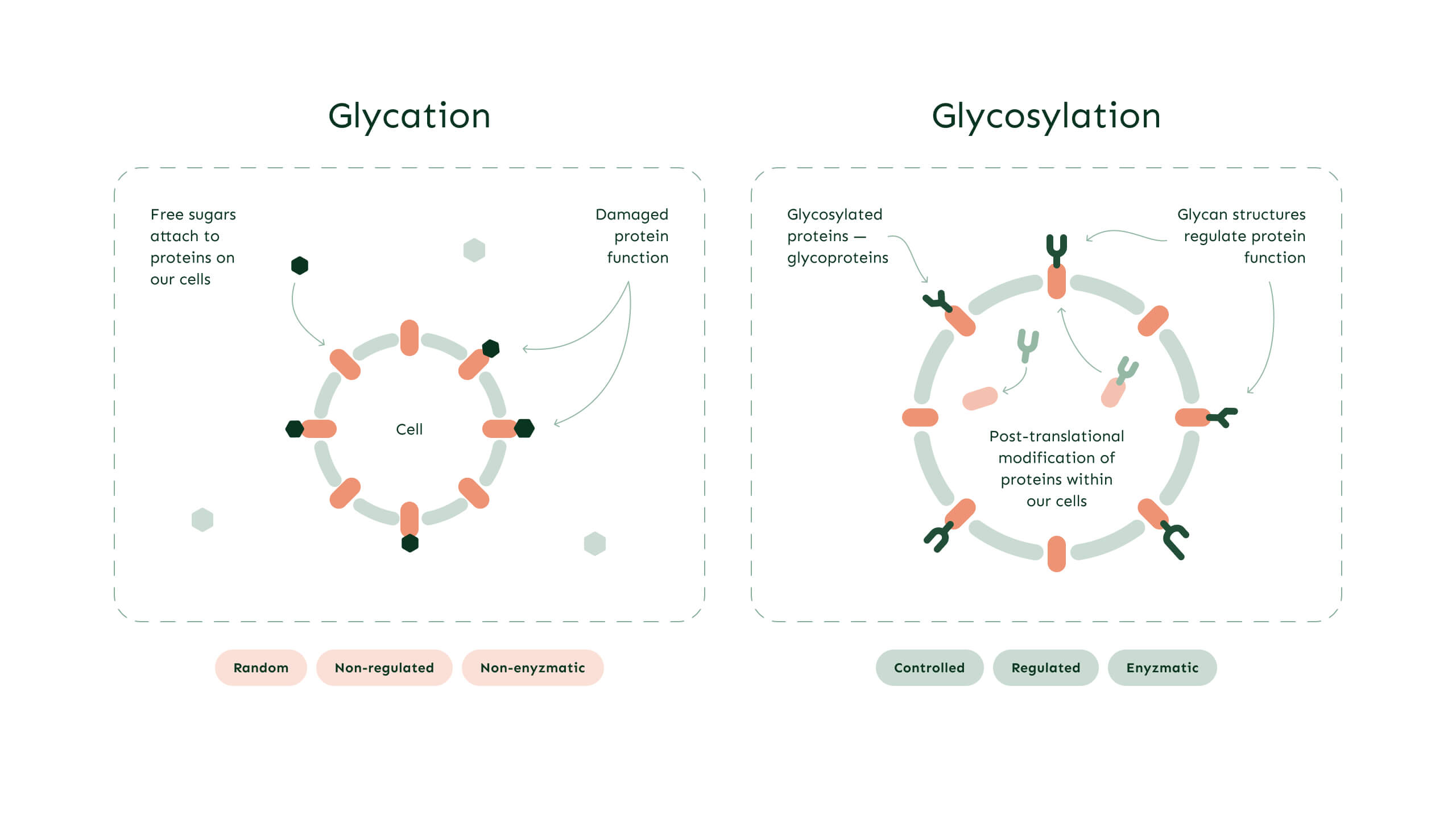 Infographic explaining the glycation and glycosylation