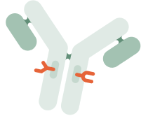 Illustration of an antibody structure with green binding arms and small orange molecules attached.